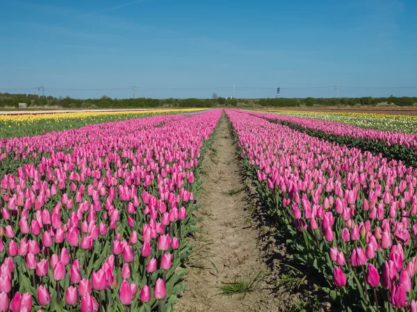 A rózsaszín színes tulipán mező — Stock Fotó