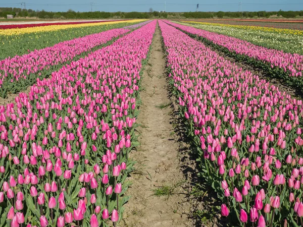 A rózsaszín színes tulipán mező — Stock Fotó