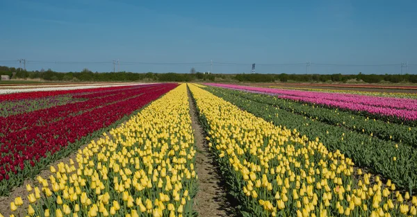 Fält av rött, gult och rosa färgade tulpaner — Stockfoto