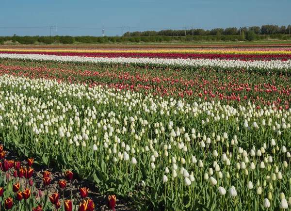 Gebied van veelkleurige tulpen — Stockfoto