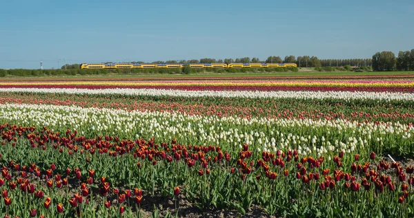 Field of multicolored tulips
