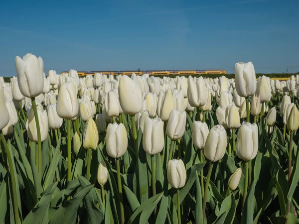 Veld van witte tulpen — Stockfoto