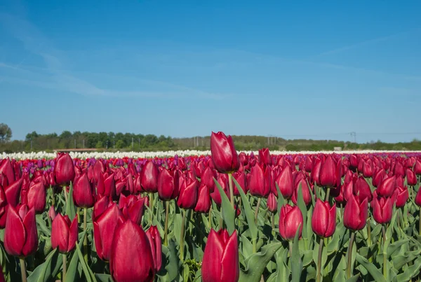 Gebied van rode tulpen — Stockfoto