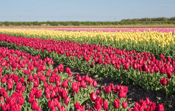 A piros, sárga és rózsaszín tulipán mező — Stock Fotó