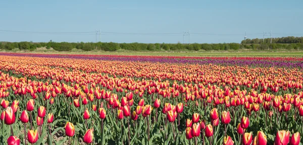 Rood en geel gekleurde tulpen — Stockfoto