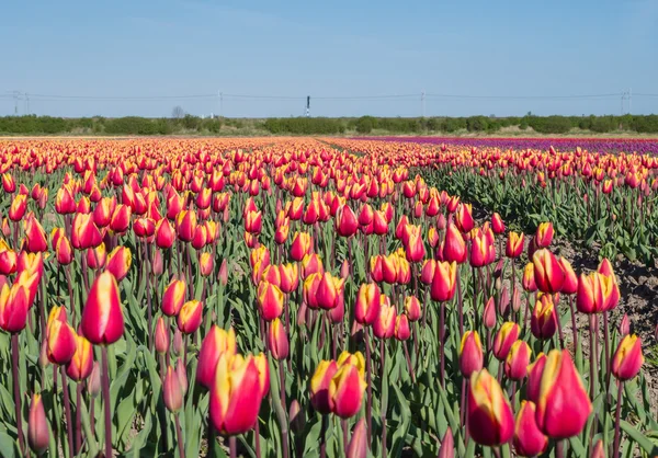 Rood en geel gekleurde tulpen — Stockfoto