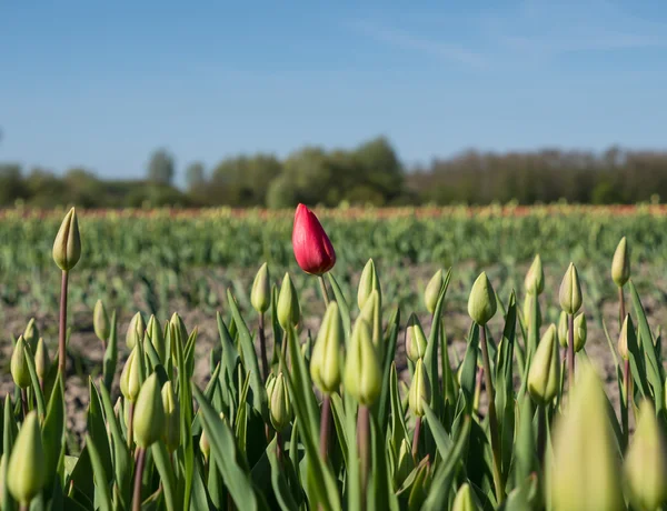 Rode tulip staande uit — Stockfoto