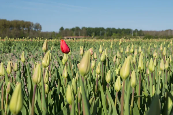 Rode tulip staande uit — Stockfoto