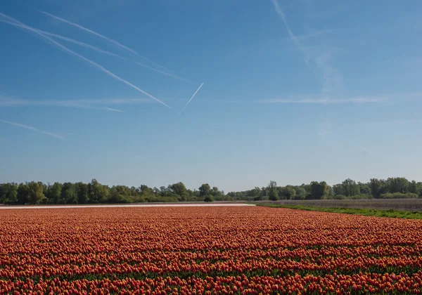 Filed of orange tulips — Stock Photo, Image