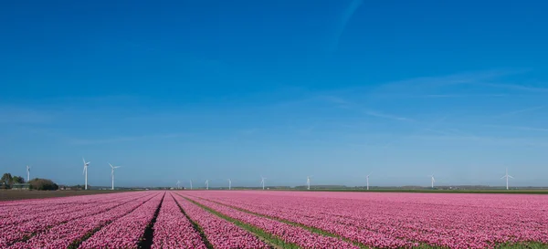 Поле тюльпанов — стоковое фото