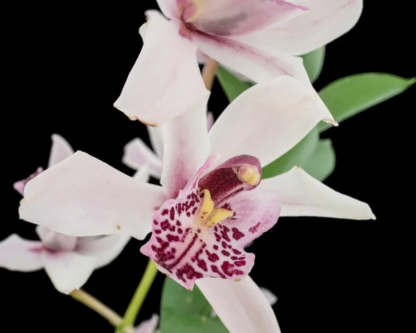 Nahaufnahme einer Orchideenpflanze — Stockfoto
