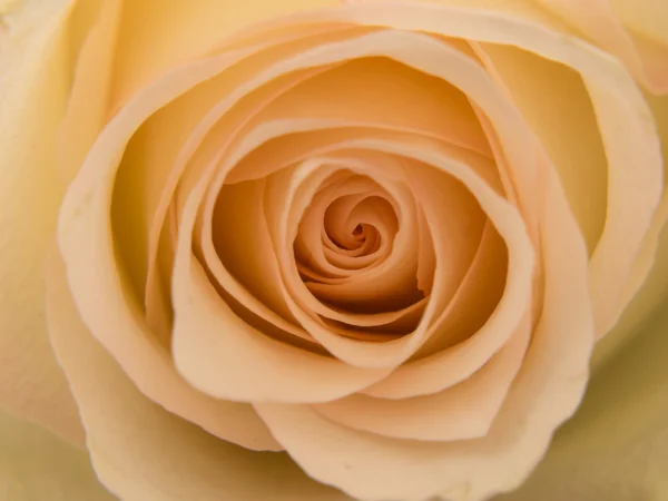 Primo piano di una rosa bianca — Foto Stock