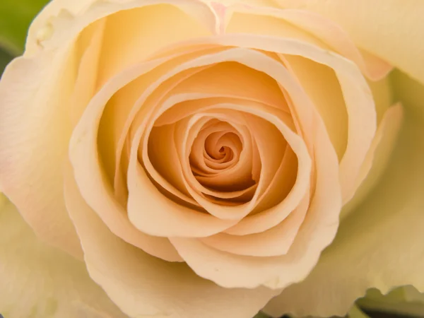 Primer plano de una rosa blanca — Foto de Stock