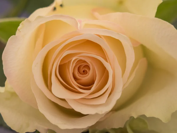 Primo piano di una rosa bianca — Foto Stock