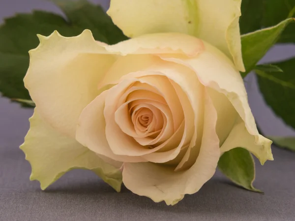 Primo piano di una rosa bianca — Foto Stock