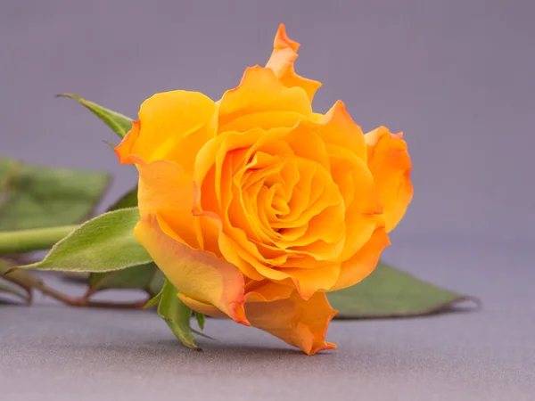 Primer plano de una rosa de color naranja — Foto de Stock