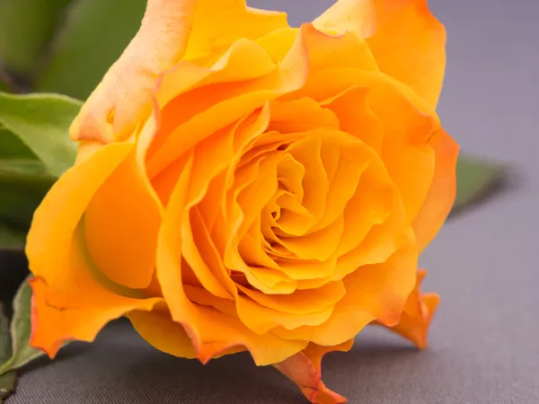 Primo piano di una rosa di colore arancione — Foto Stock