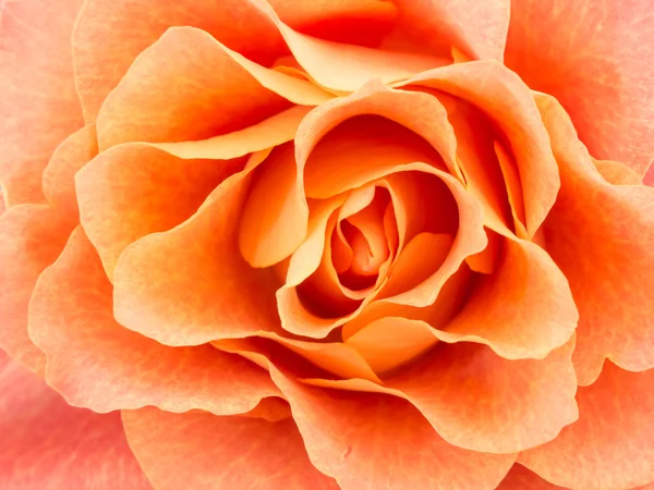 Close-up of light colored orange rose — Stock Photo, Image