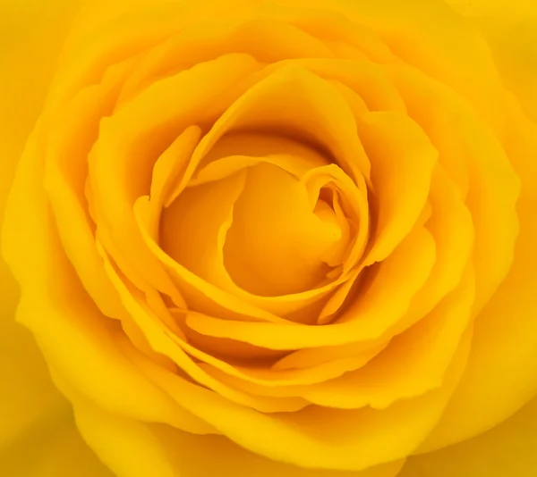 Gros plan sur la rose jaune — Photo