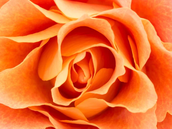 Primo piano di rosa arancione chiaro — Foto Stock