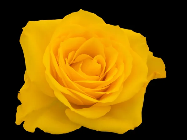 Close-up of a yellow rose — Stock Photo, Image