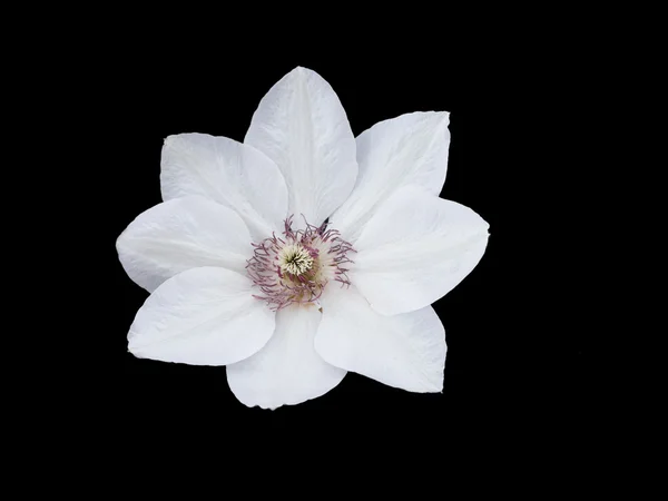 Weiße Klematisblüte — Stockfoto