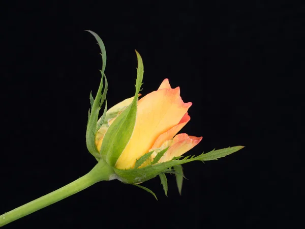 Vista lateral de una rosa de color naranja —  Fotos de Stock