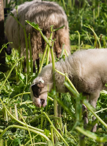 Lamb eating hogweed