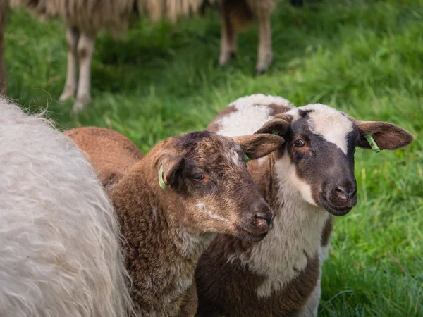 两个小小的羊儿 — 图库照片