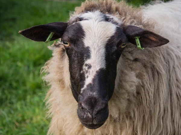 Primer plano de la cabeza de oveja — Foto de Stock