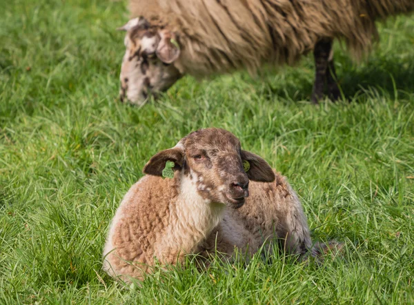躺在草地上的小羊 — 图库照片