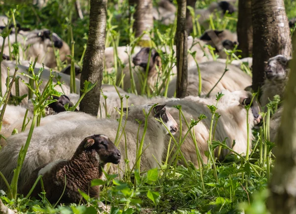 Schafe ruhen nach dem Verzehr von Bärenklau — Stockfoto