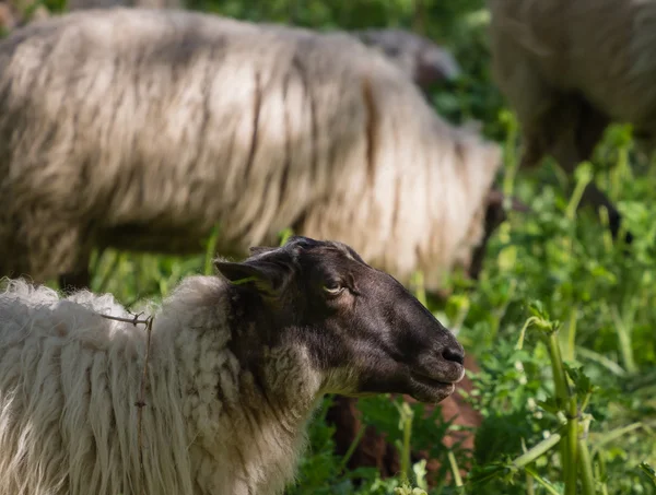 羊群在吃大猪草 — 图库照片