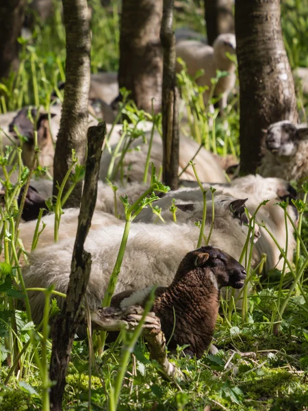 Ovejas descansando después de comer maleza — Foto de Stock