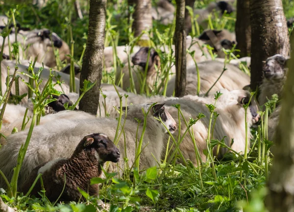 A herd of sheep is used to get rid if the skin irritating plant hogweeds weeds