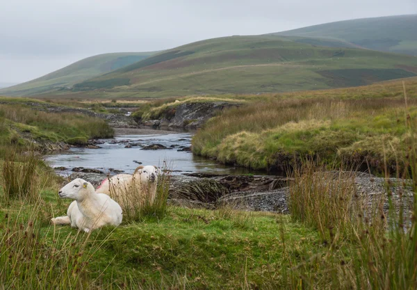 Bárány a walesi tájra — Stock Fotó