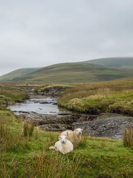 Bárány a walesi tájra — Stock Fotó