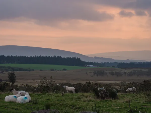 Lampaat auringonlaskun aikaan Walesin maisemassa — kuvapankkivalokuva