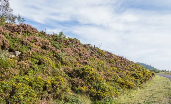 Paesaggio della foresta di Cwmcarn, Galles — Foto Stock