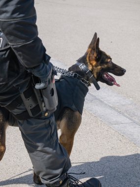 Hollandalı swat ekibi üyesi ve köpek içinde hareket 