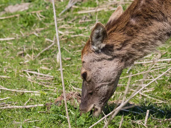 Kvinnliga kronhjort — Stockfoto