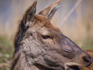 dişi kırmızı Geyik kafası