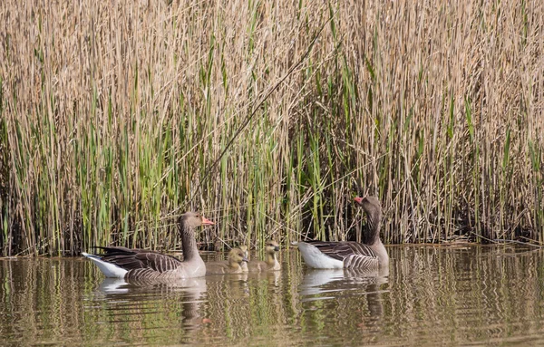 Goose family — Stock Photo, Image