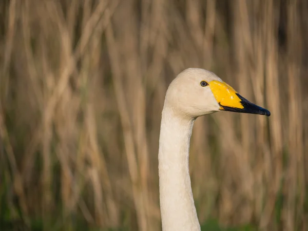 Einsamer Wildschwan — Stockfoto