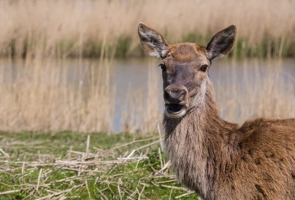 Kvinnliga kronhjort — Stockfoto