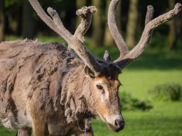 Father David's Deer — Stock Photo, Image