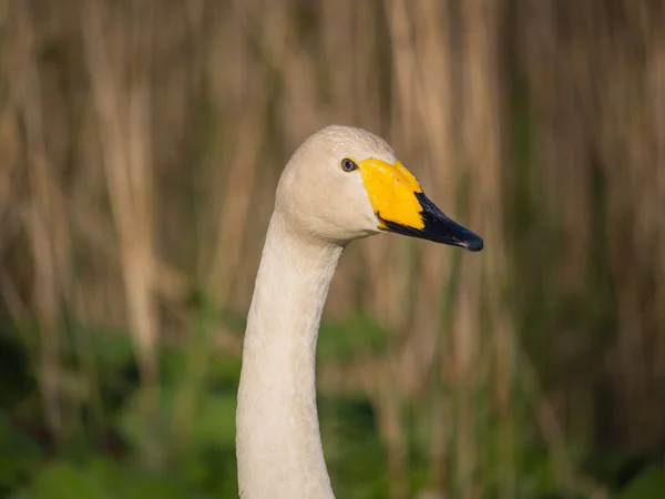 Solitary wild swan — Stock Photo, Image