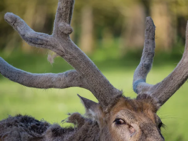 Vader david's deer — Stockfoto