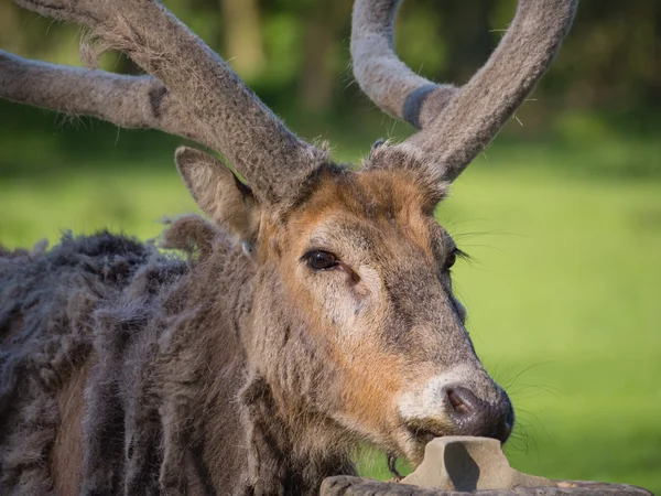 Father David's Deer — Stock Photo, Image