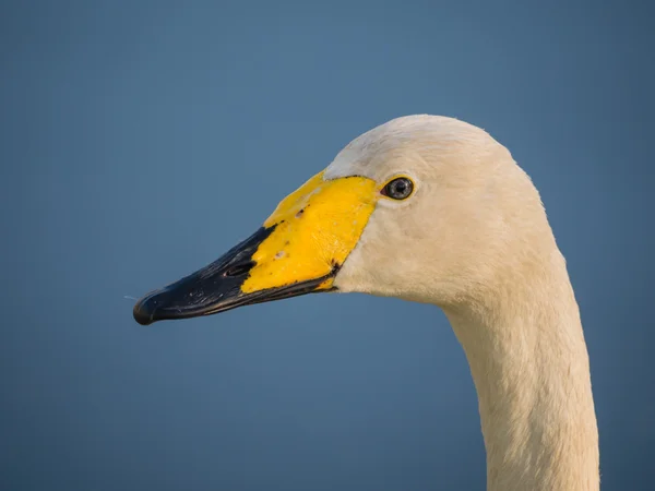 Einsamer Wildschwan — Stockfoto